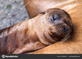 Image result for Zalophus californianus