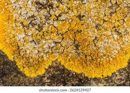 Attēlu rezultāti vaicājumam “Caloplaca saxicola”