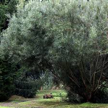 Attēlu rezultāti vaicājumam “Salix repens subsp. rosmarinifolia”