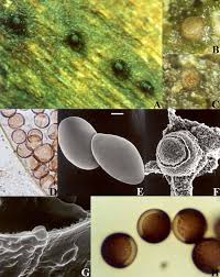 Attēlu rezultāti vaicājumam “Licea pusilla sessile”