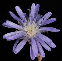 Attēlu rezultāti vaicājumam “Lactuca tatarica bud”