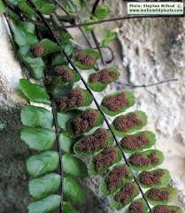 Attēlu rezultāti vaicājumam “Asplenium trichomanes”