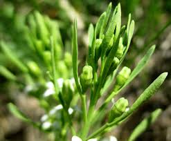 Attēlu rezultāti vaicājumam “Thesium ebracteatum”