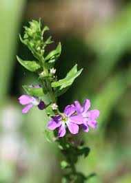 Attēlu rezultāti vaicājumam “Lythraceae”