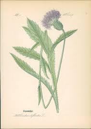 Image result for Alpendistel