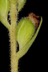 Attēlu rezultāti vaicājumam “Goodyera repens fruit”