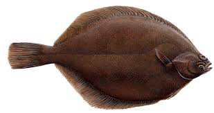 Image result for Limanda limanda