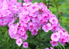 Attēlu rezultāti vaicājumam “Phlox paniculata”