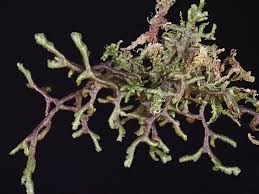 Attēlu rezultāti vaicājumam “Frullania tamarisci”