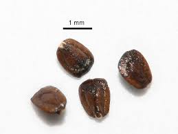 Attēlu rezultāti vaicājumam “Lycopus europaeus”