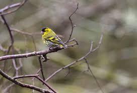 Attēlu rezultāti vaicājumam “Carduelis spinus male”