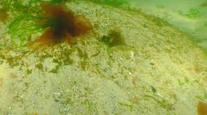 Attēlu rezultāti vaicājumam “Enteromorpha sp.”