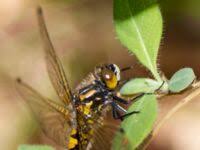 Attēlu rezultāti vaicājumam “Leucorrhinia rubicunda”