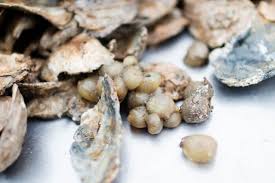 Attēlu rezultāti vaicājumam “Mucronella subtilis”