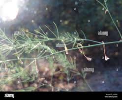 Attēlu rezultāti vaicājumam “Asparagus officinalis leaf”