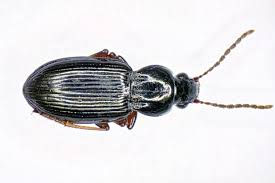 Attēlu rezultāti vaicājumam “Bembidion sp.”