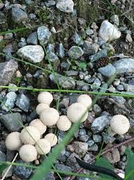 Attēlu rezultāti vaicājumam “Lycoperdon echinatum”