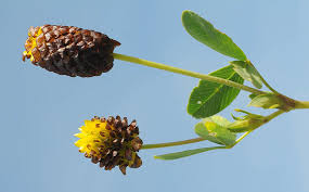 Attēlu rezultāti vaicājumam “Trifolium spadiceum flower”