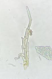 Attēlu rezultāti vaicājumam “Hypnum cupressiforme var. subjulacum”