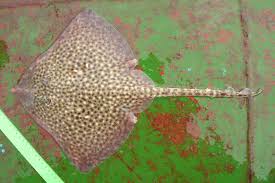 Image result for Raja asterias