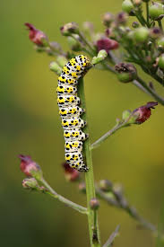 Attēlu rezultāti vaicājumam “Cucullia verbasci larva”