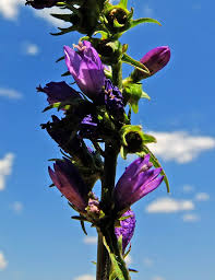 Attēlu rezultāti vaicājumam “Campanula bononiensis”