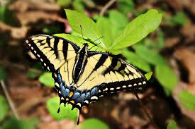 Attēlu rezultāti vaicājumam “Papilionidae”