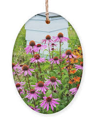 Image result for Echinacea Lustre hybrids