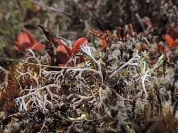Attēlu rezultāti vaicājumam “Cladonia rangiferina”