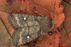 Attēlu rezultāti vaicājumam “Eupsilia transversa”