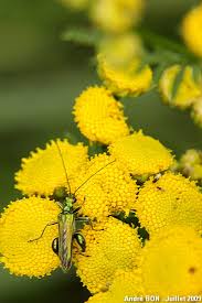 Attēlu rezultāti vaicājumam “Oedemera sp.”