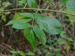Attēlu rezultāti vaicājumam “Rubus nessensis”