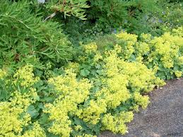 Attēlu rezultāti vaicājumam “Alchemilla vulgaris aggr. flower”