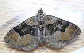 Attēlu rezultāti vaicājumam “Xanthorhoe quadrifasiata”