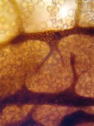 Attēlu rezultāti vaicājumam “Cribraria rubiginosa”