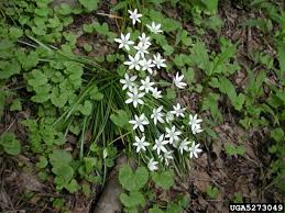 Attēlu rezultāti vaicājumam “Ornithogalum umbellatum”