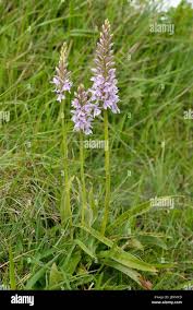 Attēlu rezultāti vaicājumam “Dactylorhiza fuchsii leaf”