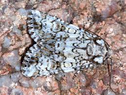 Attēlu rezultāti vaicājumam “Craniophora ligustri”