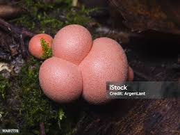 Attēlu rezultāti vaicājumam “Lycogala epidendrum s.str. macro”