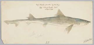 Image result for Mustelus antarcticus