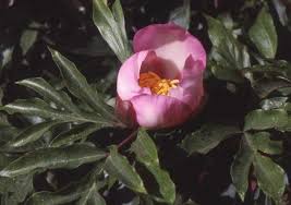 Attēlu rezultāti vaicājumam “Paeoniaceae”