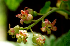 Attēlu rezultāti vaicājumam “Ribes rubrum flower”
