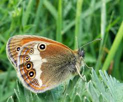 Attēlu rezultāti vaicājumam “Coenonympha arcania”