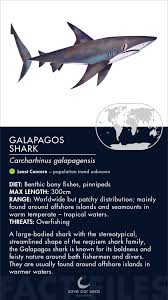 Image result for Carcharhinus galapagensis