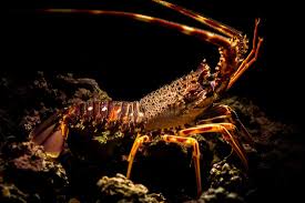 Image result for Palinurus elephas