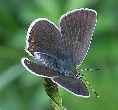 Attēlu rezultāti vaicājumam “Eumedonia eumedon male”