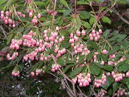 Attēlu rezultāti vaicājumam “Enkianthus campanulatus”