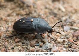 Attēlu rezultāti vaicājumam “Silpha sp.”