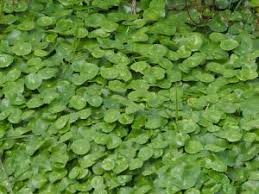 「香菇草」的圖片搜尋結果