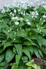 Image result for Allium ursinum